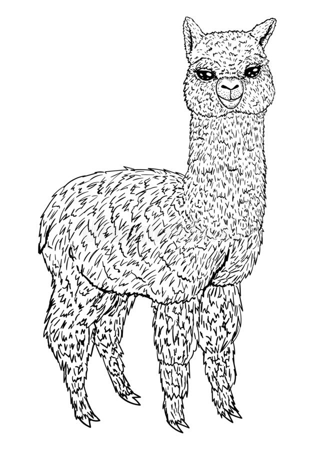 Llama Drawing High-Quality