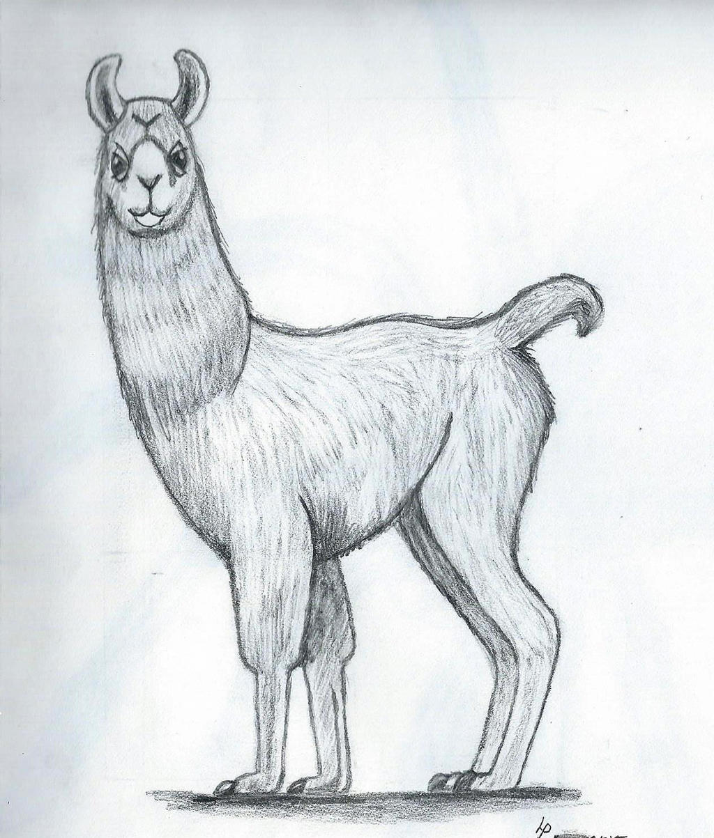 Llama Drawing Images