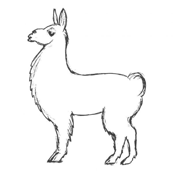Llama Drawing Pic