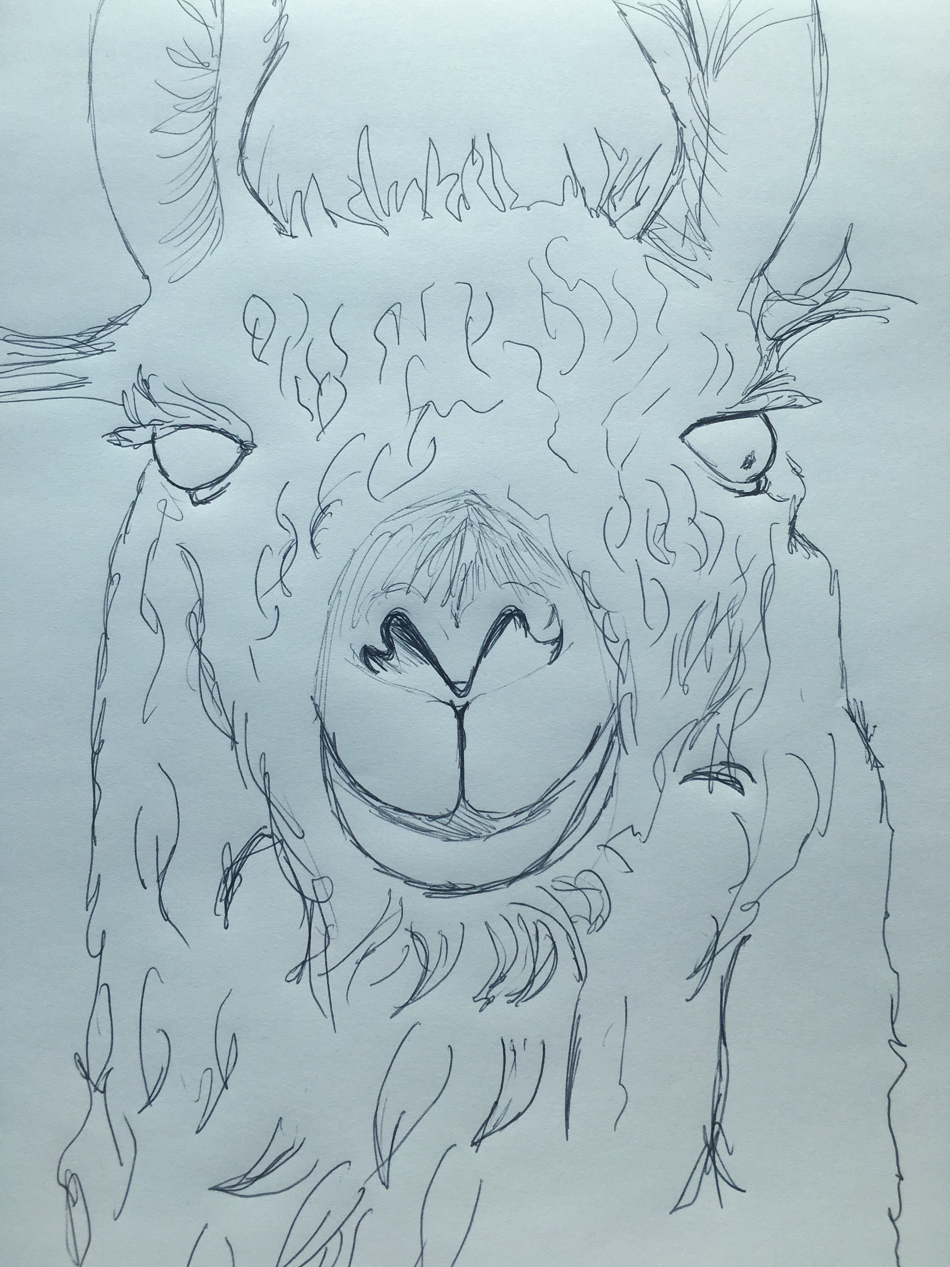 Llama Drawing Pics