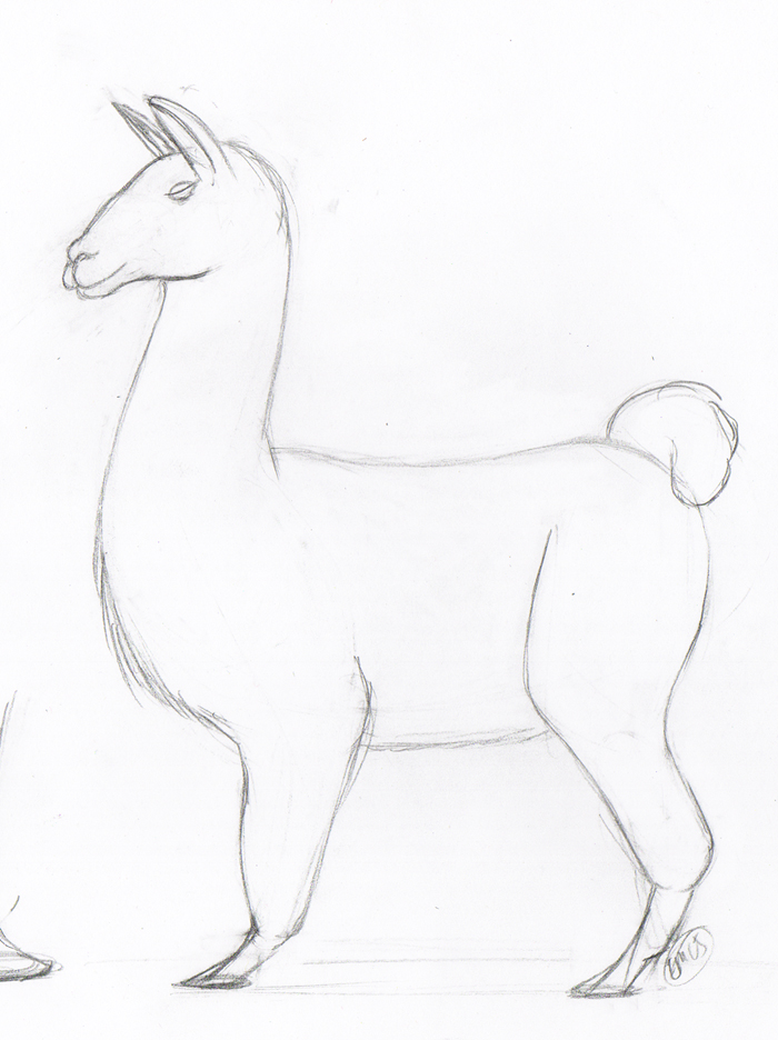 Llama Drawing Sketch