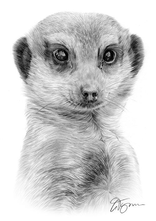 Meerkat Drawing Beautiful Image