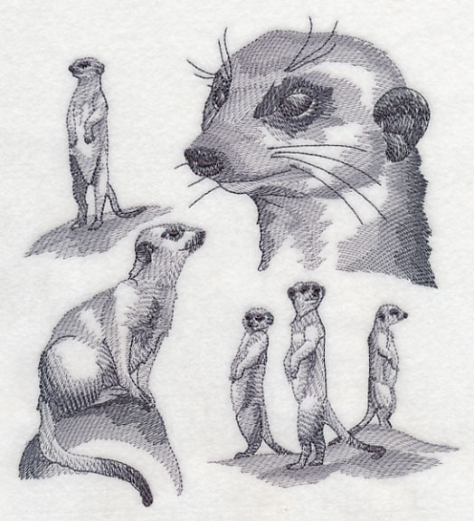 Meerkat Drawing Photo