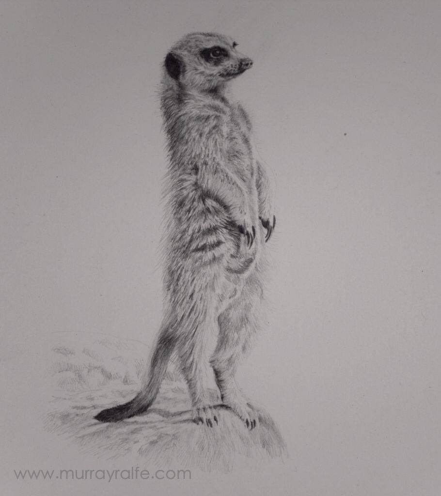Meerkat Drawing Pic