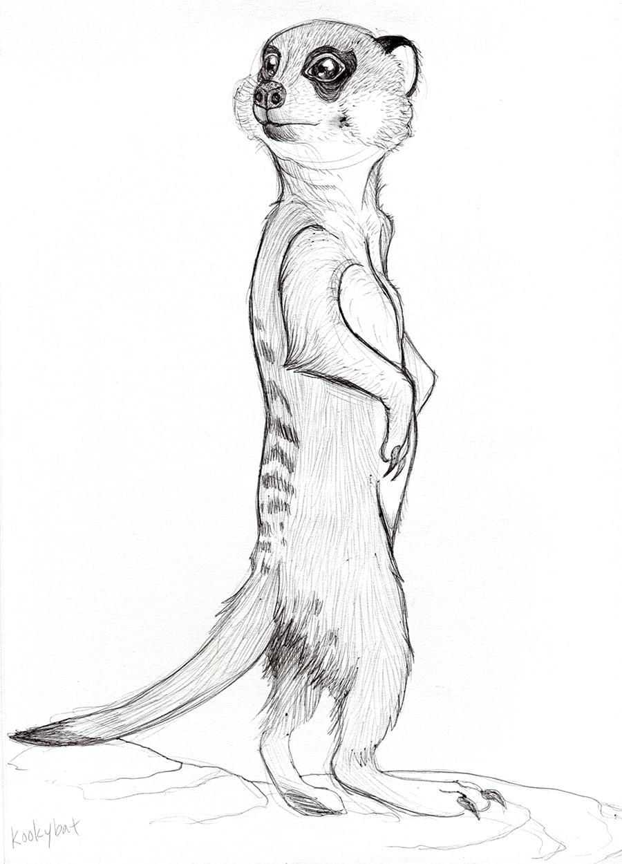 Meerkat Drawing Pics