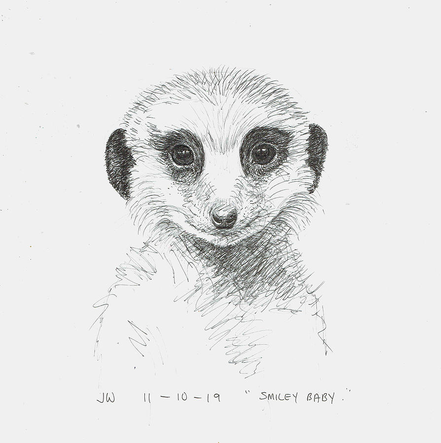 Meerkat Drawing Picture
