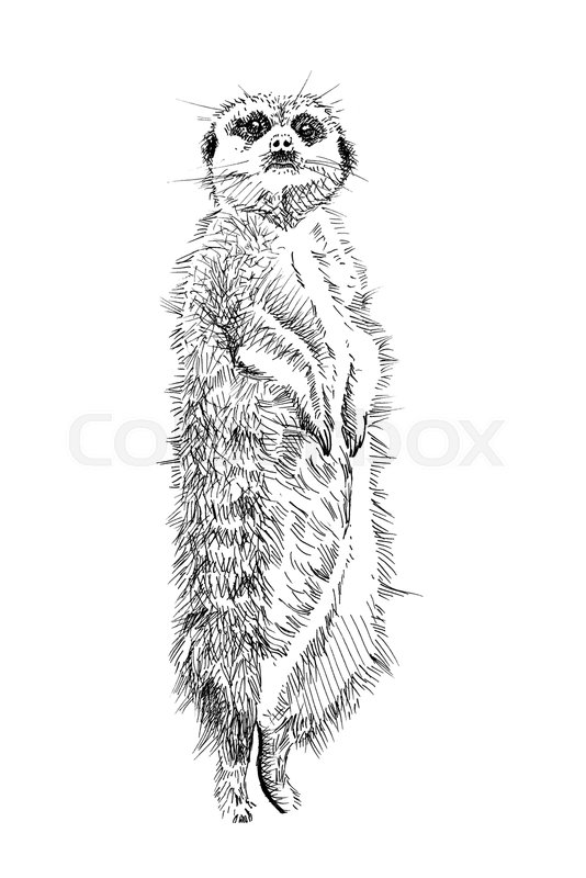 Meerkat Drawing Realistic