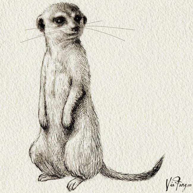Meerkat Drawing Sketch