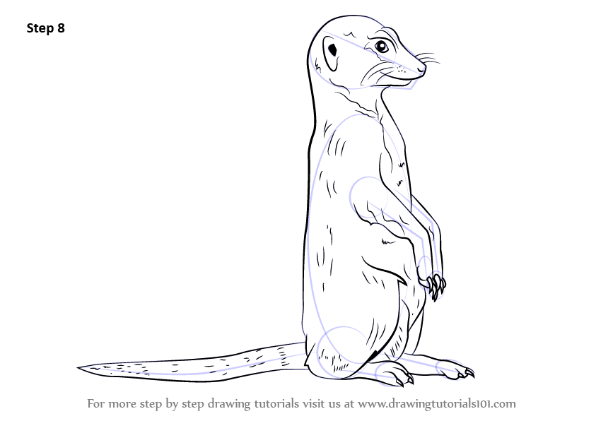 Meerkat Drawing