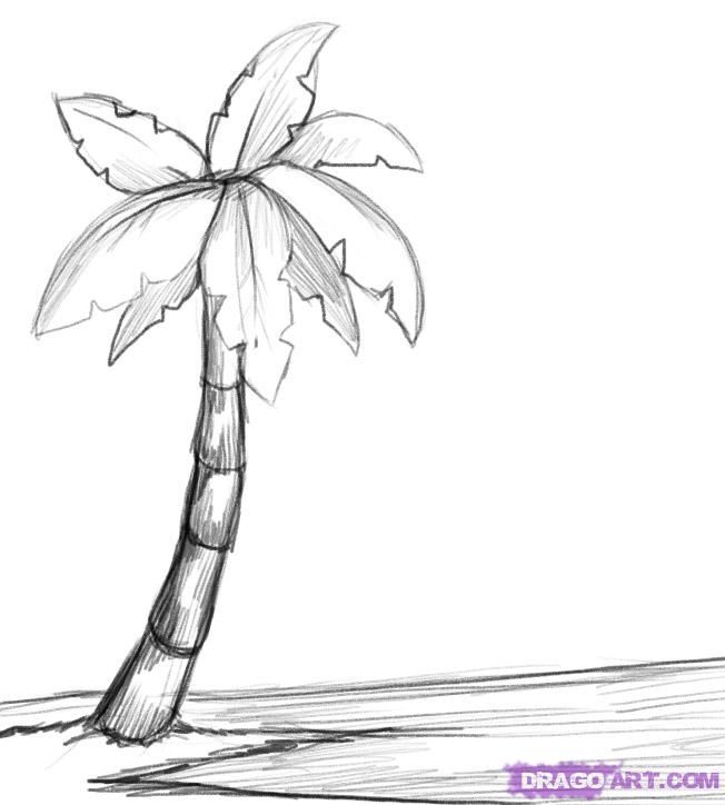 Palm Tree Art Drawing