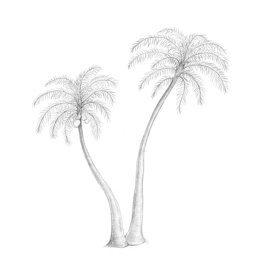 Palm Tree Drawing Amazing