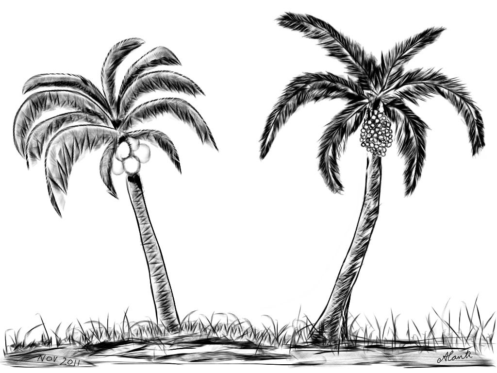 Palm Tree Drawing Art