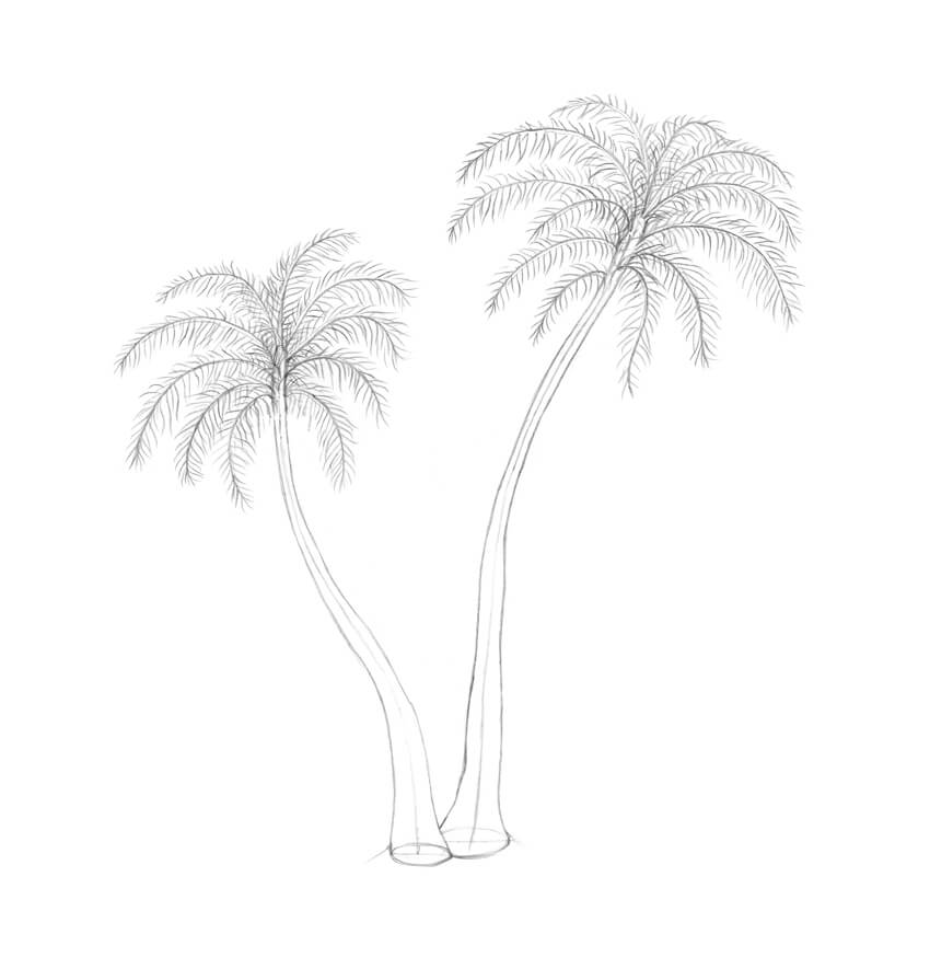 Palm Tree Drawing Beautiful Art