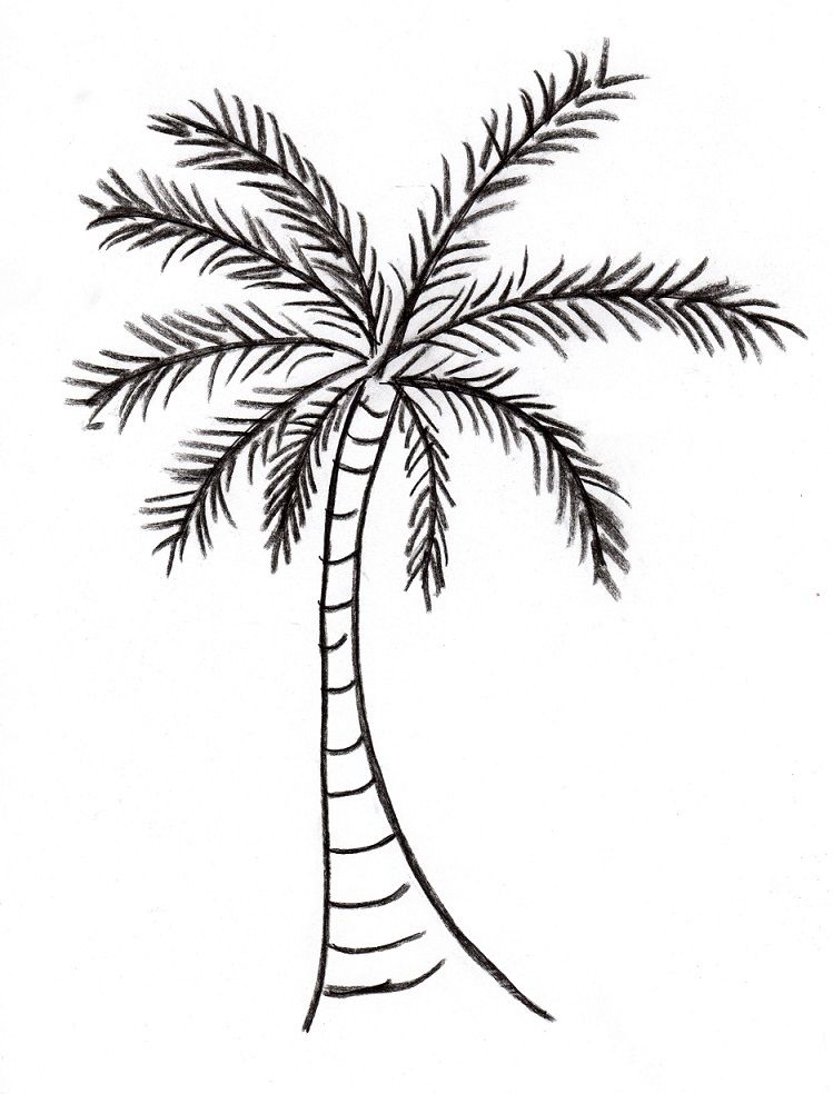 Palm Tree Drawing High-Quality