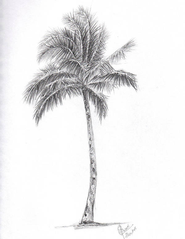 Palm Tree Drawing Image