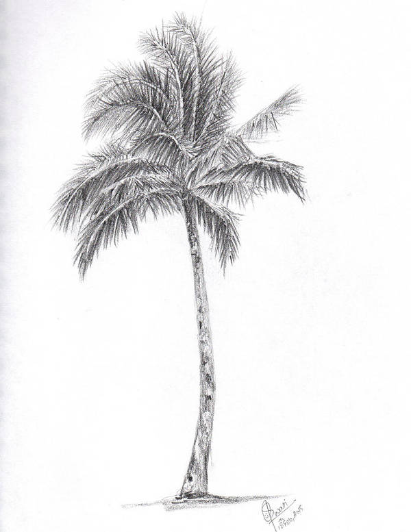 Palm Tree Drawing Image - Drawing Skill