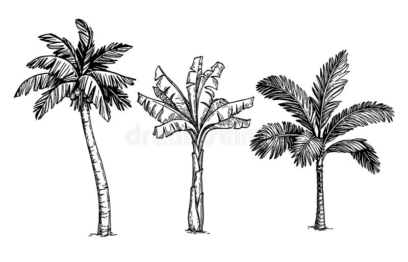 Palm Tree Drawing Photo