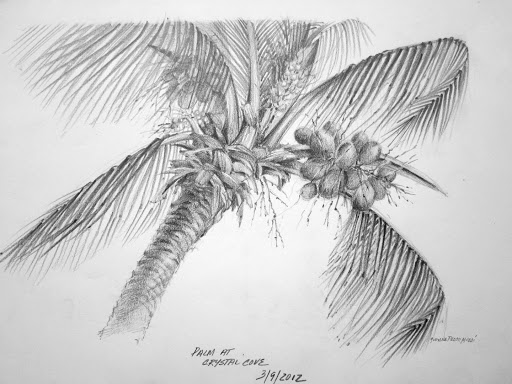 Palm Tree Drawing Pic