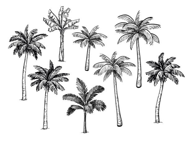 Palm Tree Drawing Picture