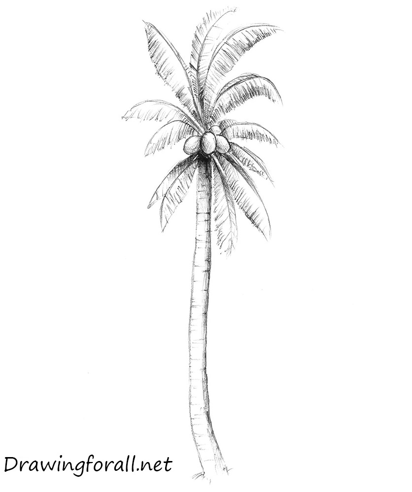 Palm Tree Drawing Sketch