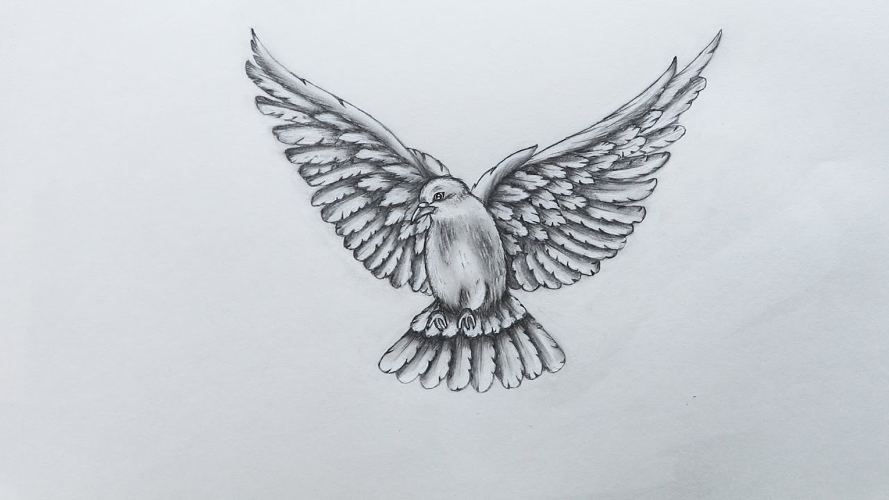 Pigeon Art Drawing