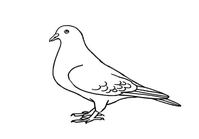 Pigeon Best Drawing
