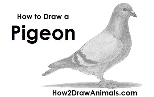 Pigeon Drawing Amazing