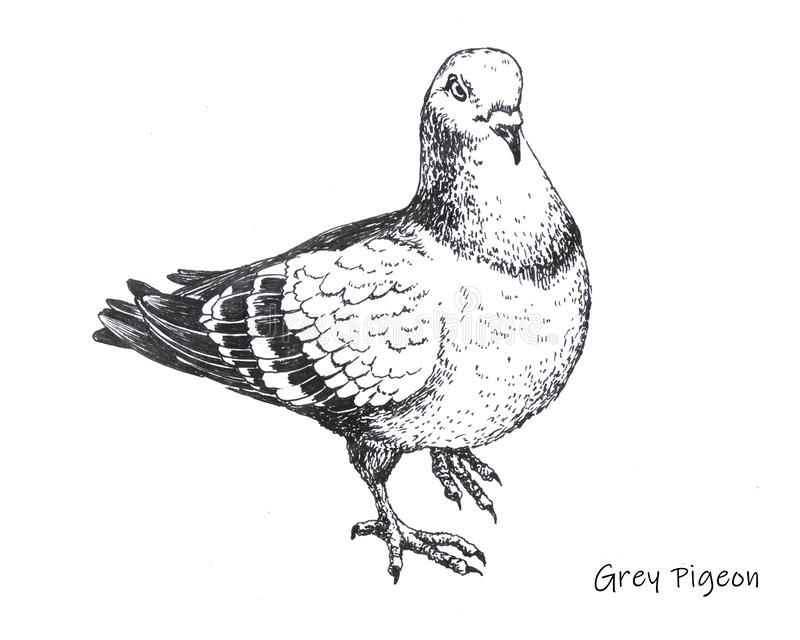 Pigeon Drawing Art