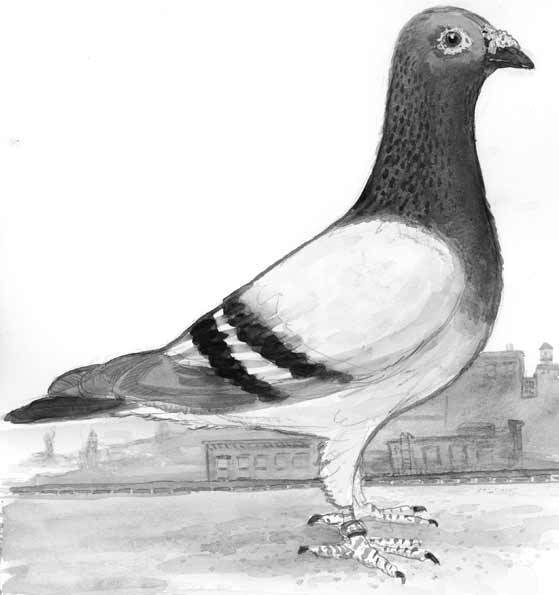 Pigeon Drawing Beautiful Image