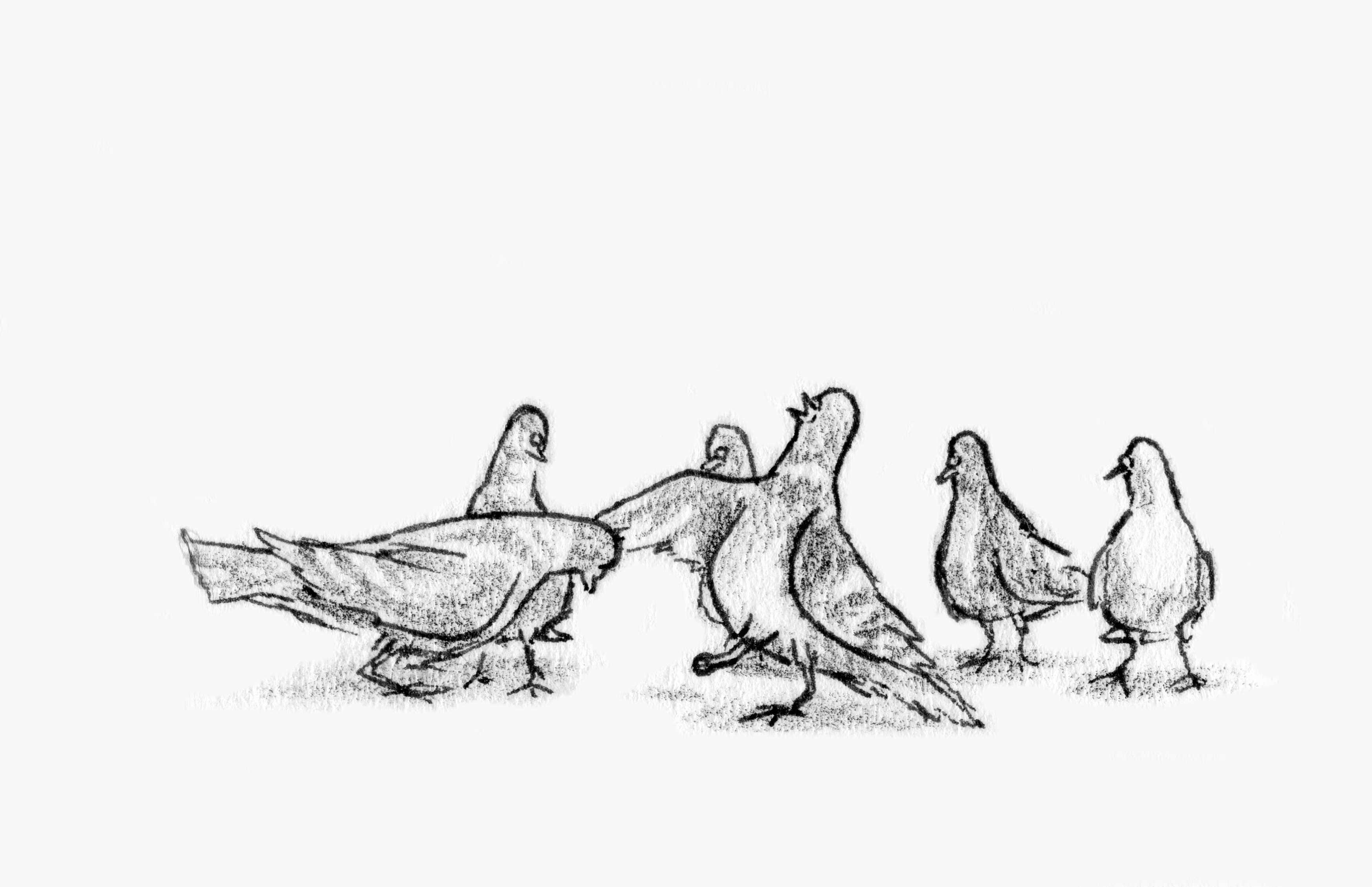 Pigeon Drawing High-Quality