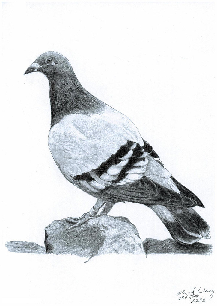 Cute Pigeon Drawing On White Background - Generated With Generative AI  Stock Photo, Picture and Royalty Free Image. Image 205680329.