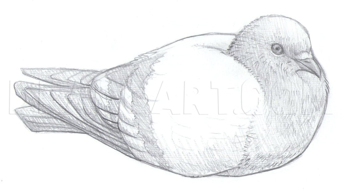 Pigeon Drawing Images