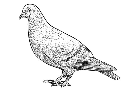Pigeon Drawing Photo