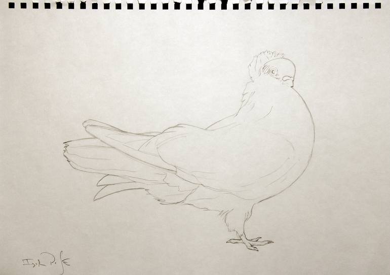 Pigeon Drawing Pic