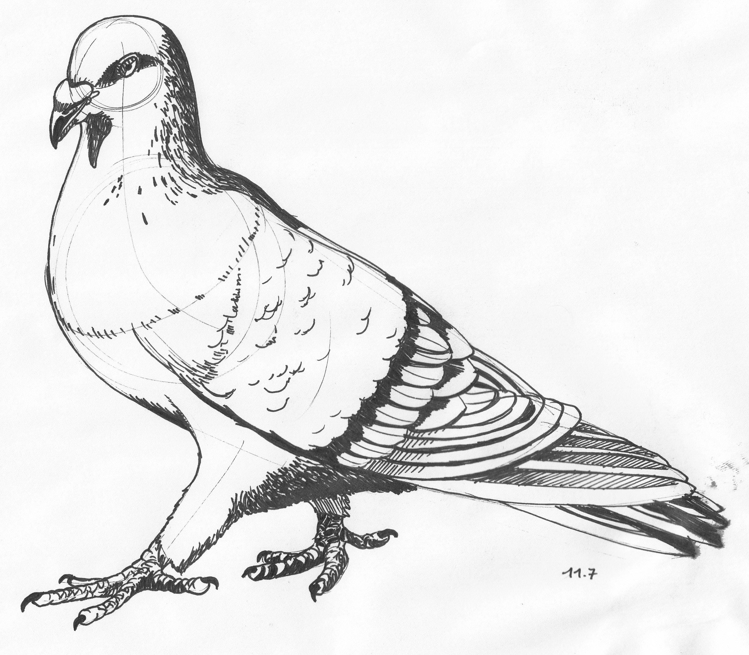 Pigeon Drawing Pics