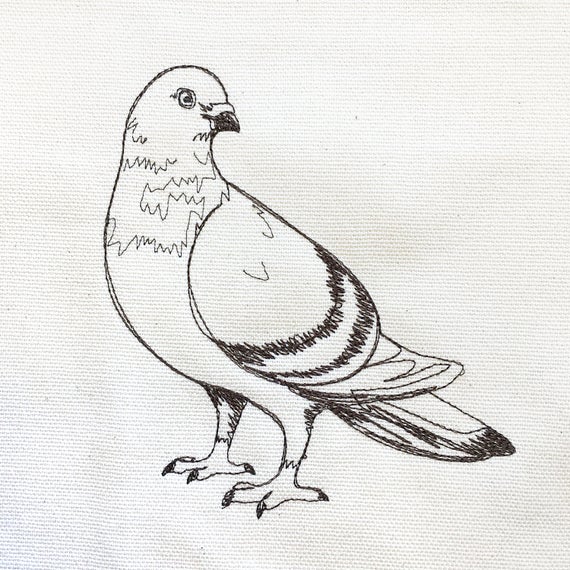 Pigeon Drawing Picture