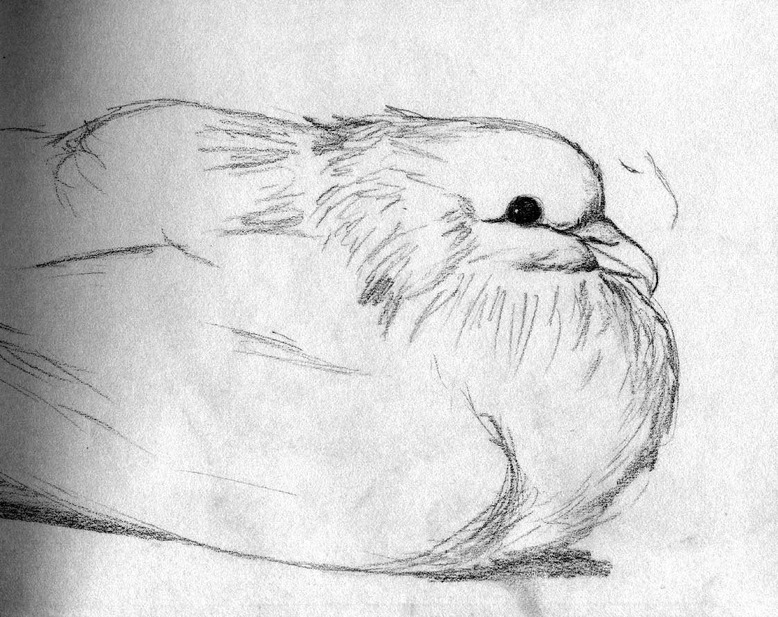 Pigeon Drawing Sketch