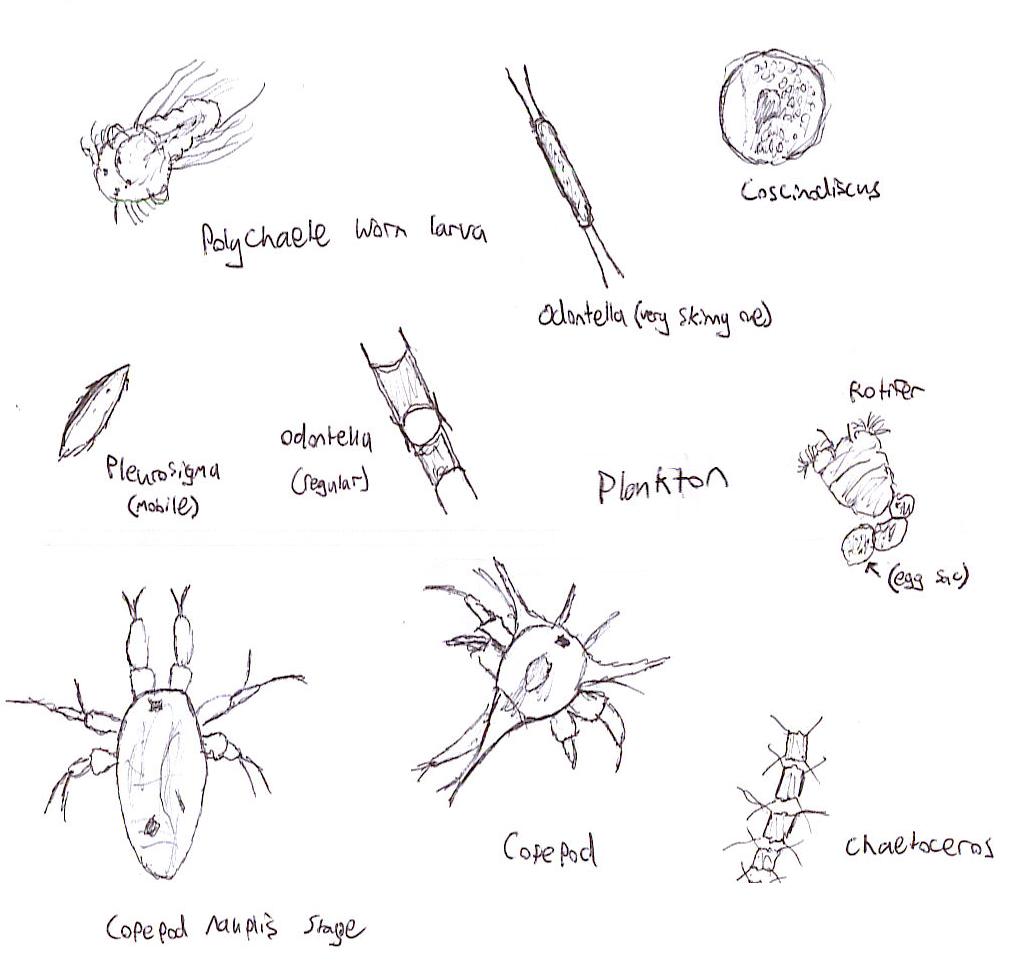 Plankton Drawing Art