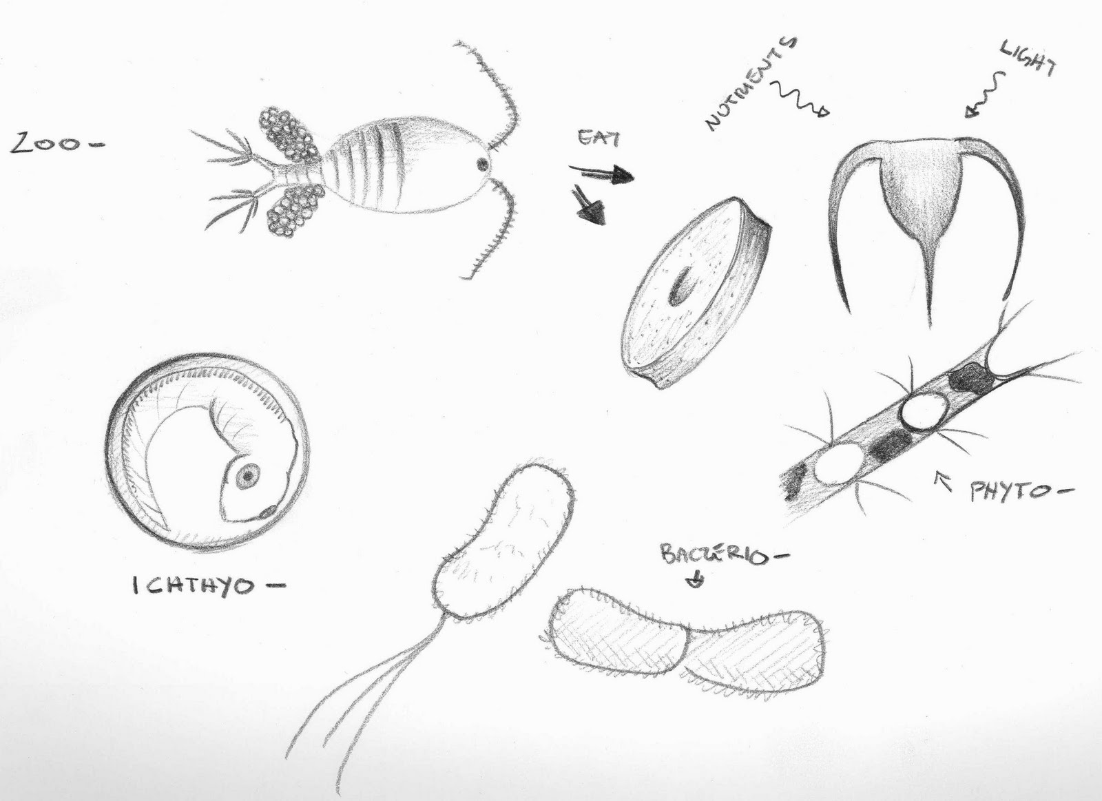Plankton Drawing Pics