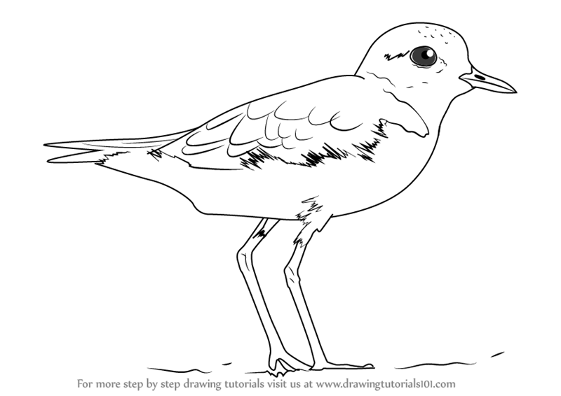Plover Art Drawing