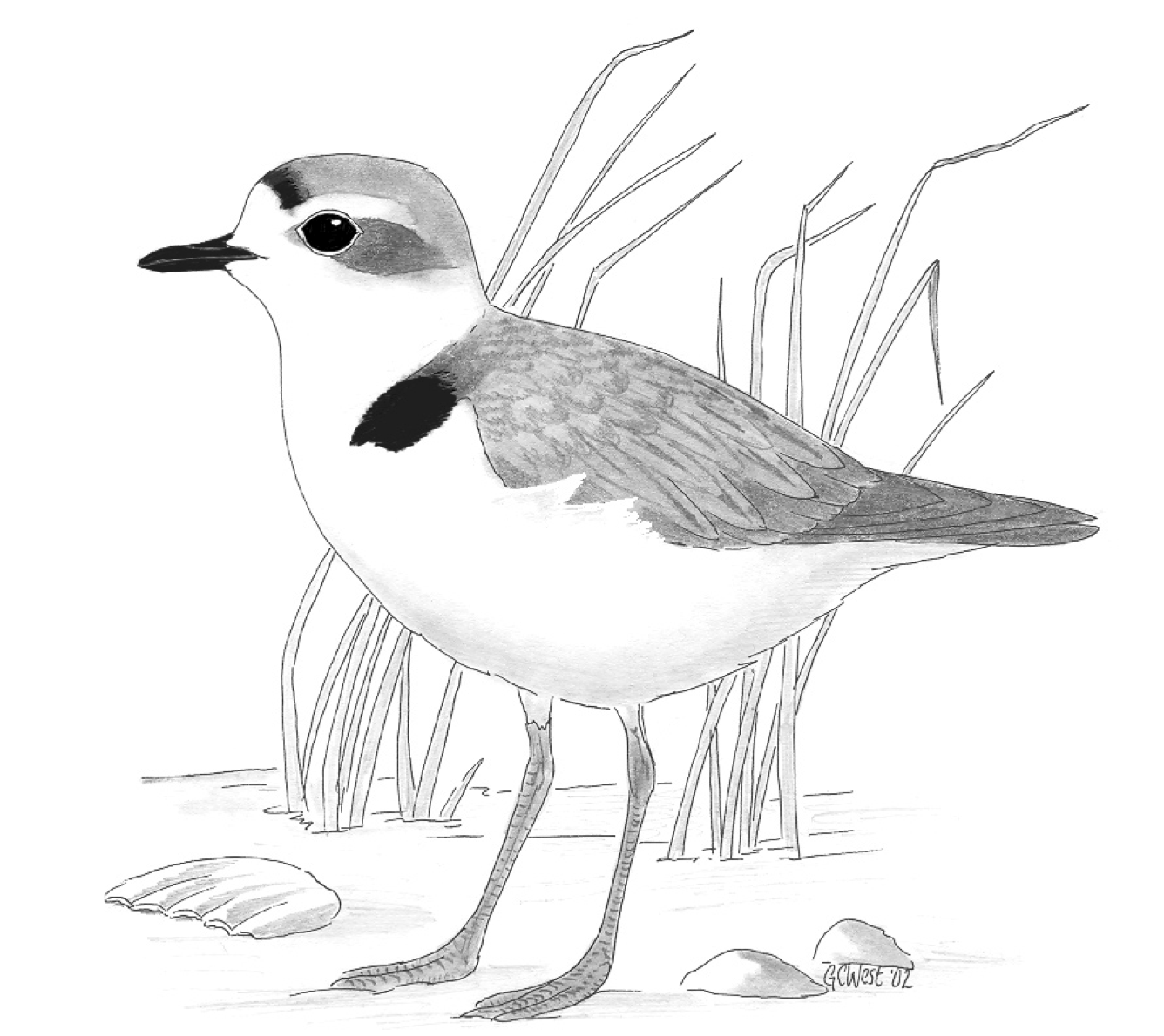 Plover Best Drawing