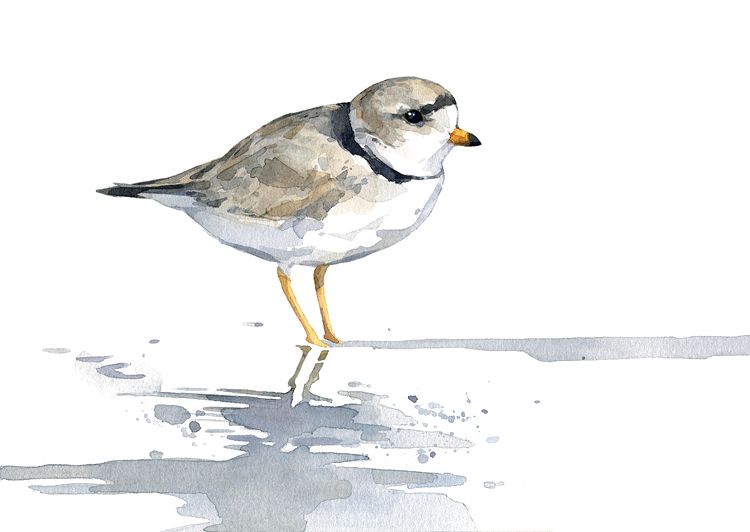 Plover Drawing High-Quality