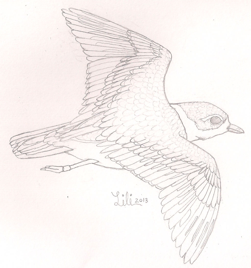 Plover Drawing Images