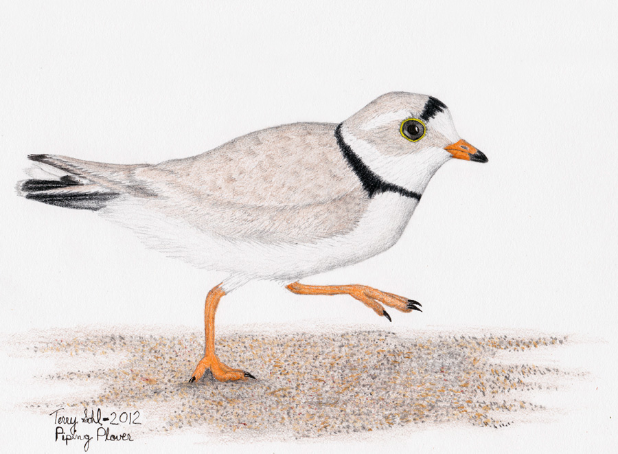 Plover Drawing Photo
