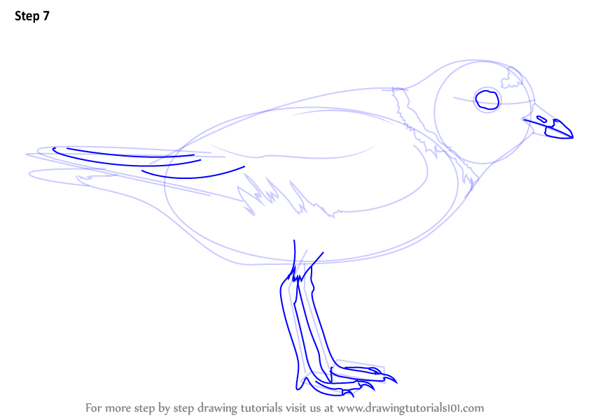 Plover Drawing Pic