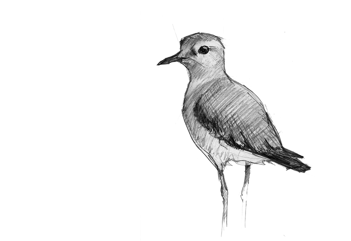 Plover Drawing Picture
