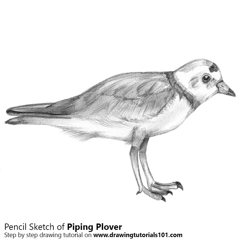 Plover Drawing Sketch