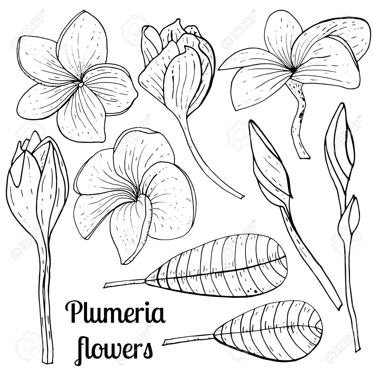 Plumeria Best Drawing
