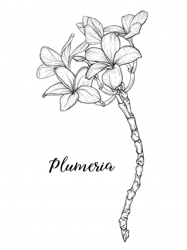 Plumeria Drawing Amazing