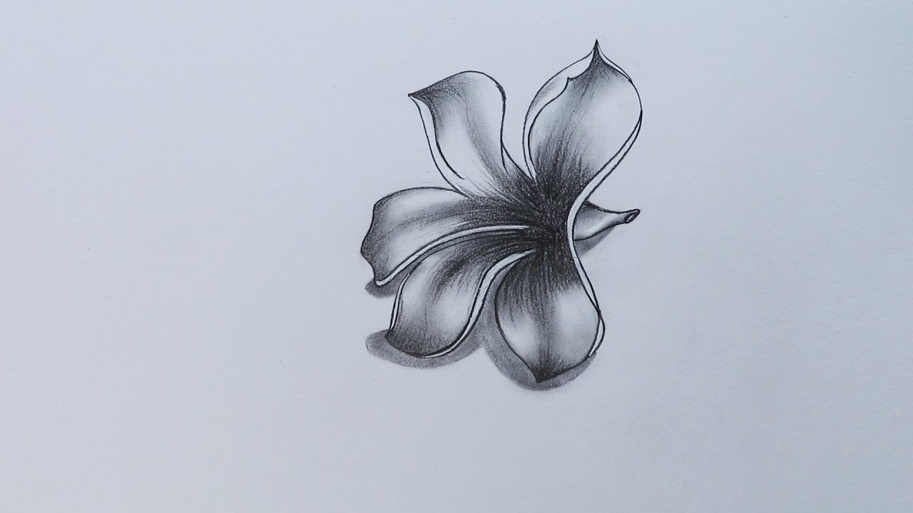Plumeria Drawing Beautiful Image